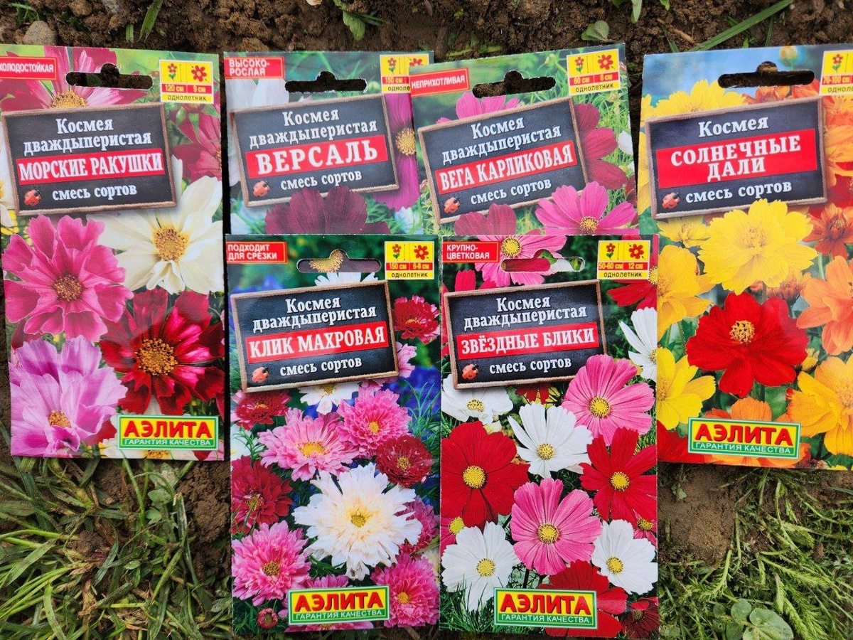 Мой выбор Космеи дваждыперистой на лето 2025г.