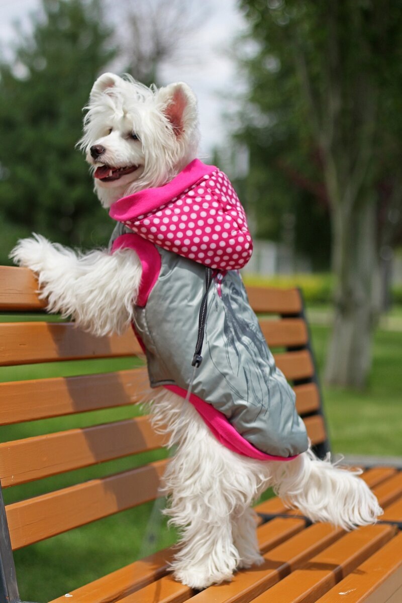 Регулярные прогулки положительно влияют на физическое и ментальное здоровье собаки. 