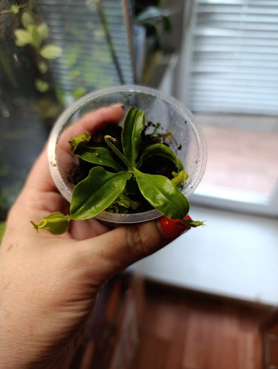 Это была посылка с Непентесами 