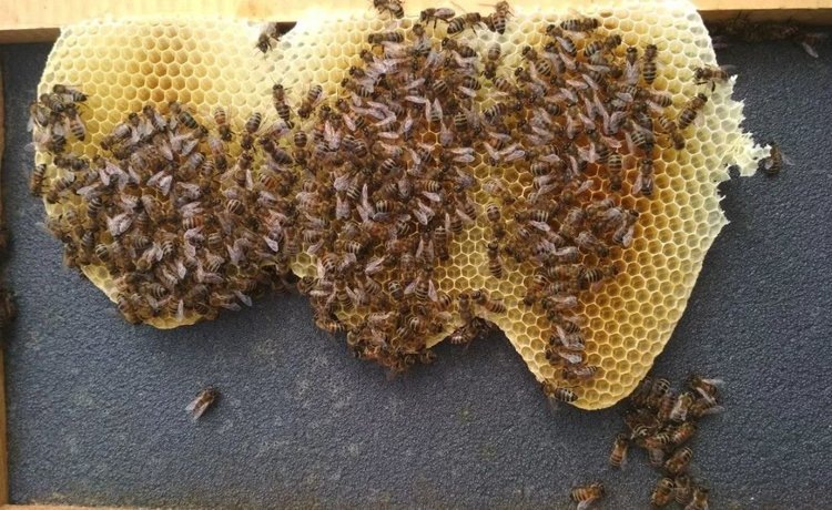    Впервые в ДНР удалось получить апрельский мед и о планах республики стать центром производства пчелопакетов в РФ