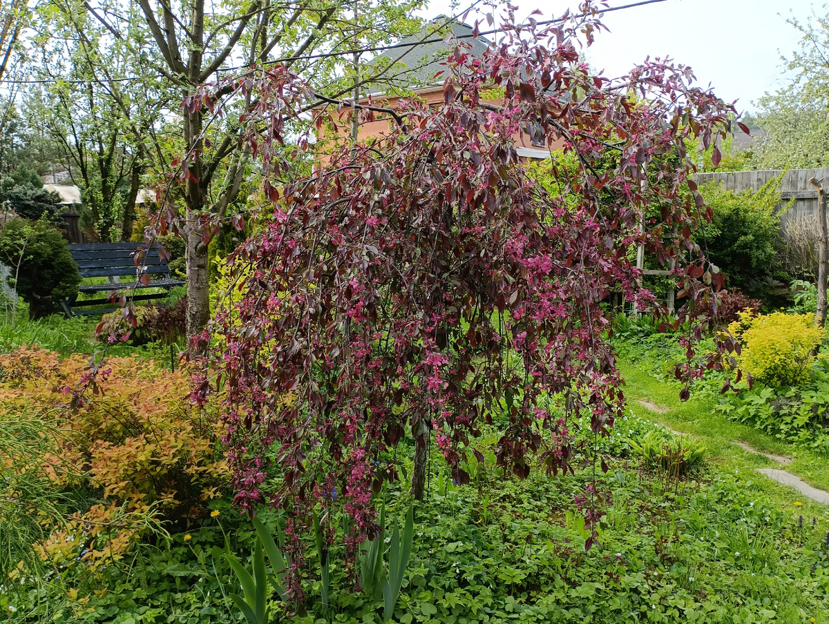 Яблоня Роял Бьюти