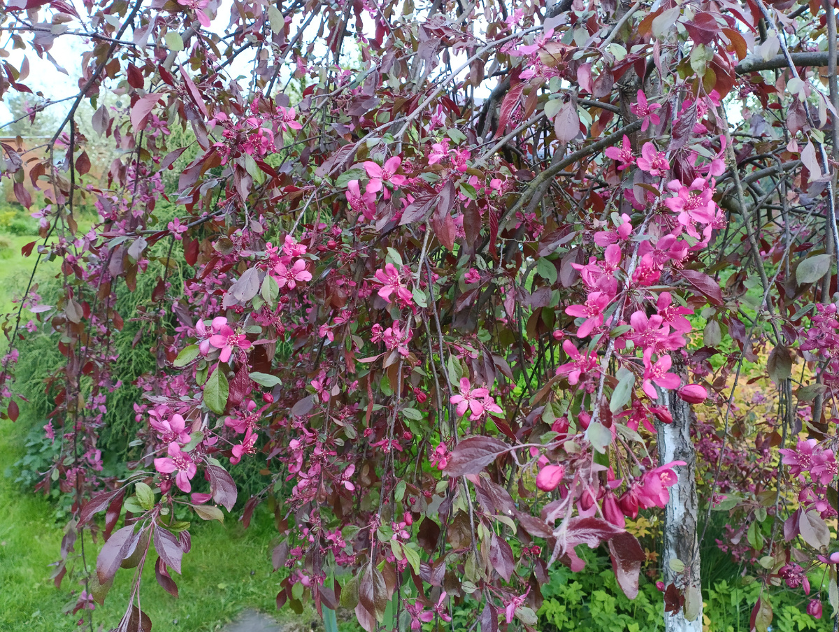 Яблоня Роял Бьюти