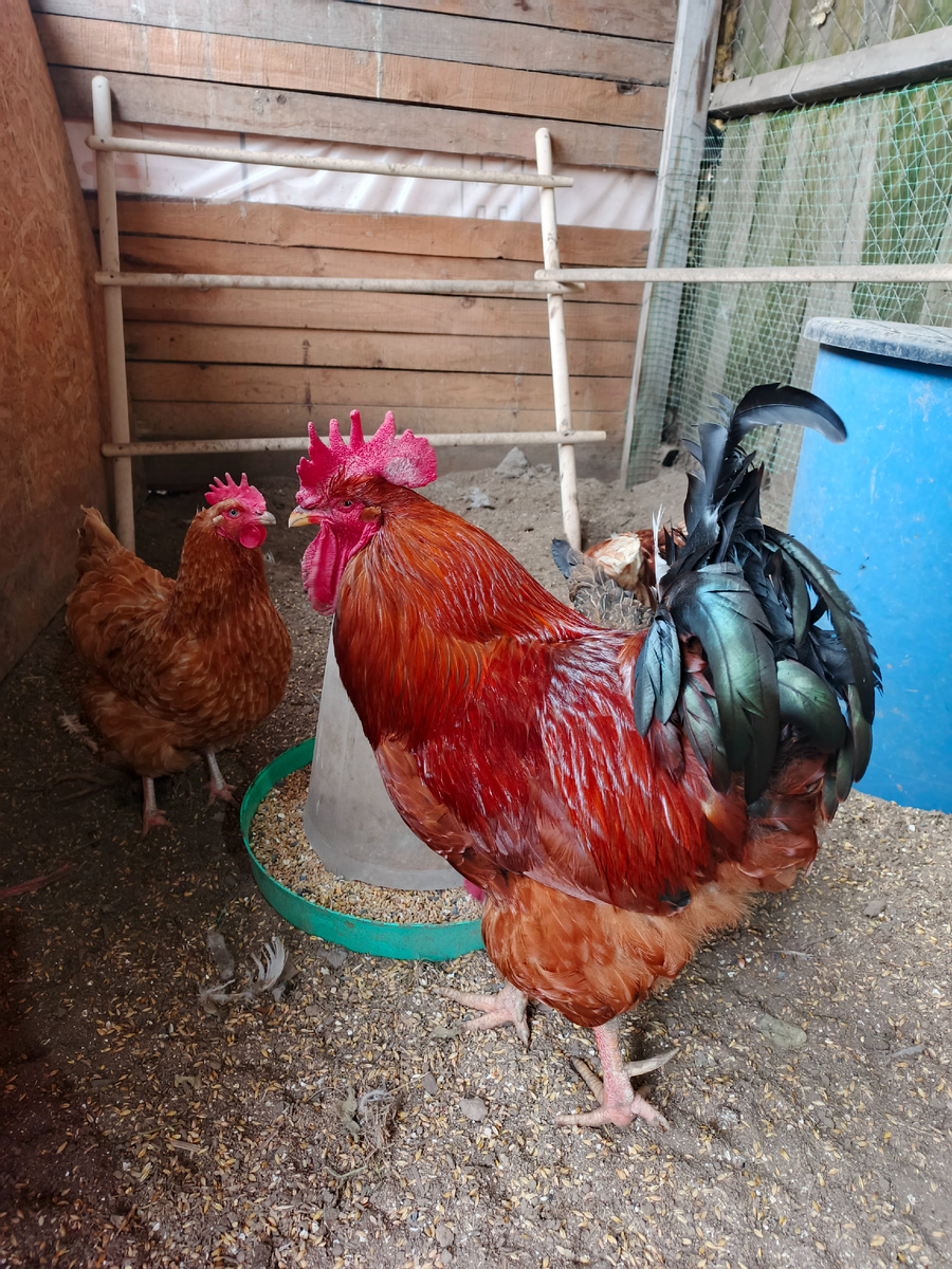 Наш красавец петух и курица
