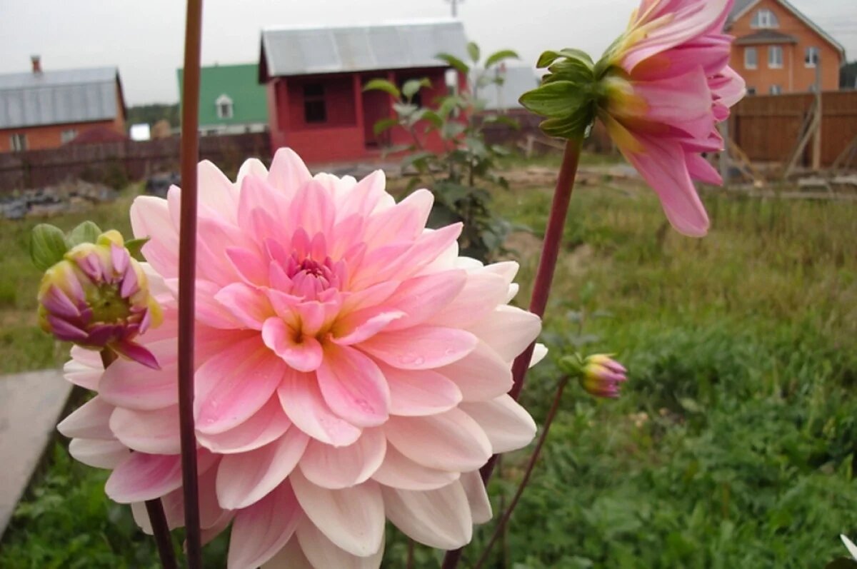    Рассаживаем многолетники.