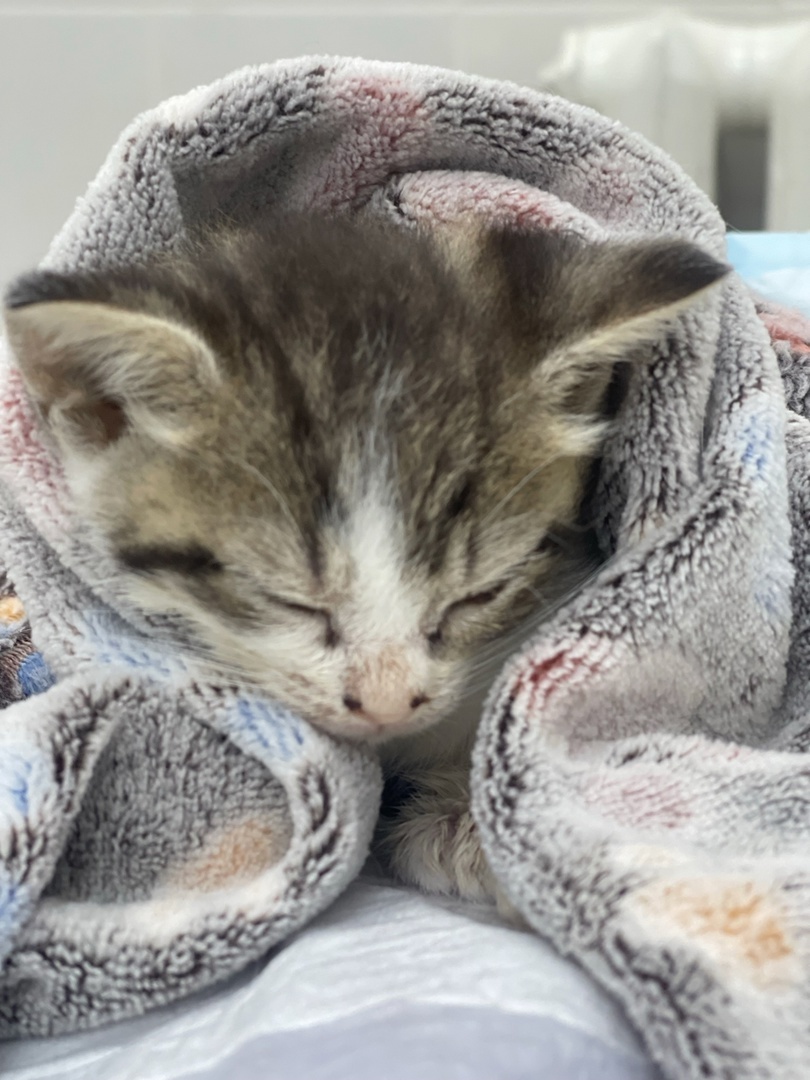 Мики в ветклинике