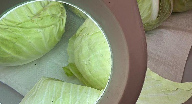    40 тонн зараженной трипсом импортной капусты выявили в Красноярском филиале ЦОК АПК