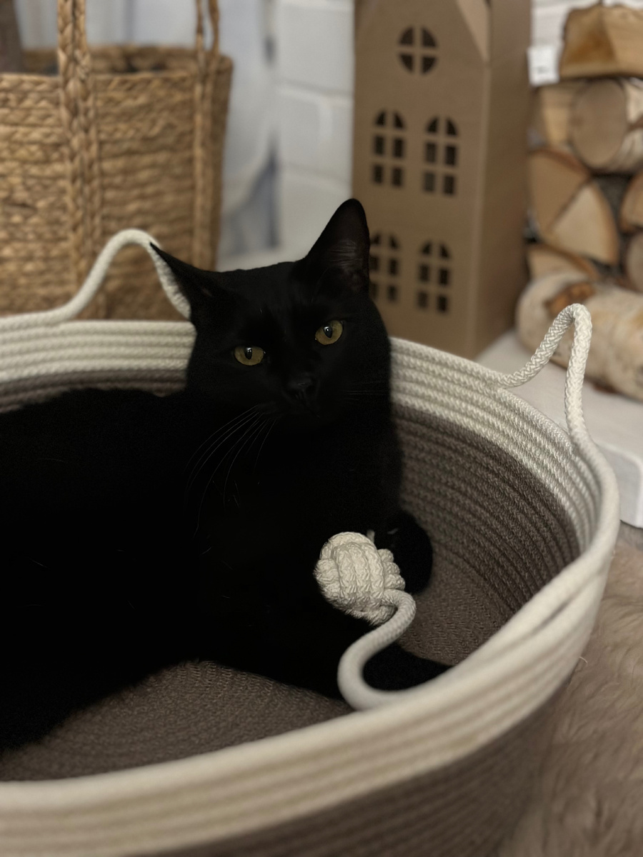 Вот он-герой моего рассказа. 