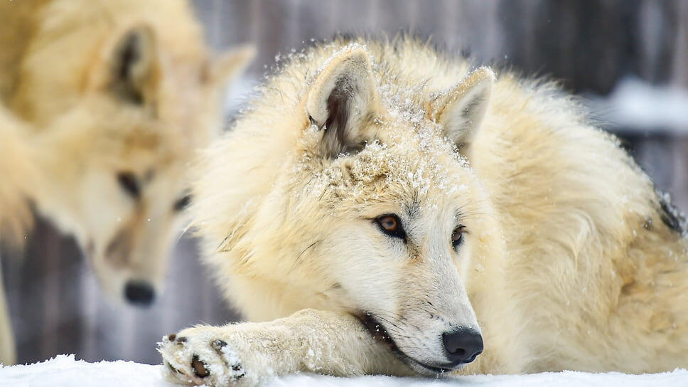 Фото: Влад Некрасов / Коммерсантъ
