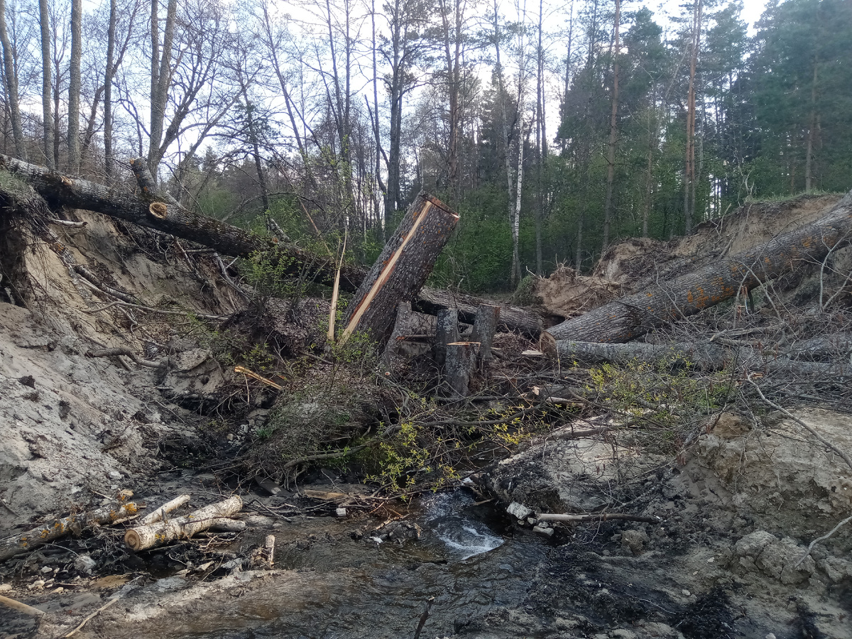 Работники лесничества распилили упавшую осину