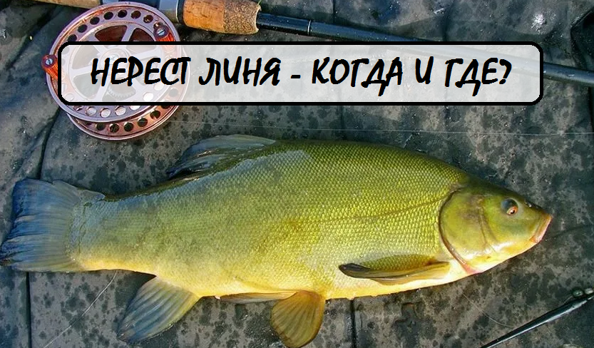 🔍 Ключевые слова для поиска: нерест линя, когда нерестится линь, ловля линя во время нереста, влияние нереста на клёв, где искать линя весной, поведение линя в нерест.