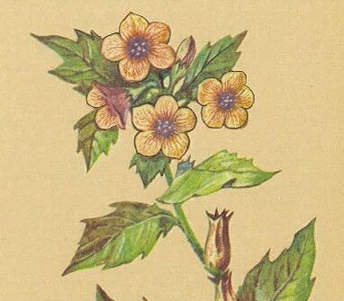 Белена черная (Hyoscyamus niger)