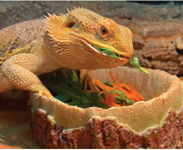 Совет: не сушите растительный корм перед тем, как предложить его питомцу. Капли, оставшиеся на кожуре и листьях, станут дополнительным источником питья, а для некоторых видов – к примеру, тех же среднеазиатских черепах – основным. На фото – декоративная кормушка для ящериц Laguna TERRA «Пенек». Мисочка идеально подходит для свежих овощей и фруктов, а также прочих увлажненных кормов.