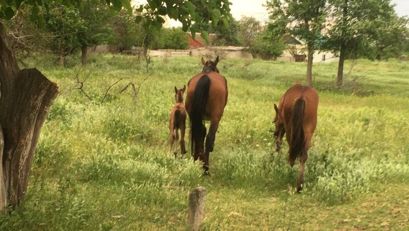      Фото: ПАСС СК