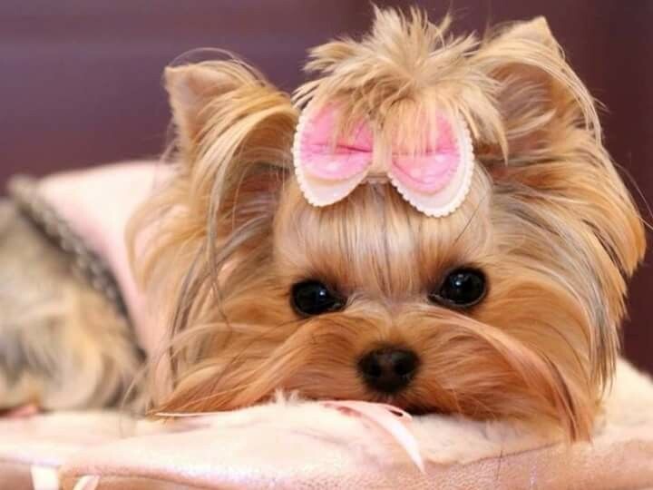 источник фото: https://i.pinimg.com/736x/26/6f/c1/266fc18d1754275364b792f0e3f87e49.jpg