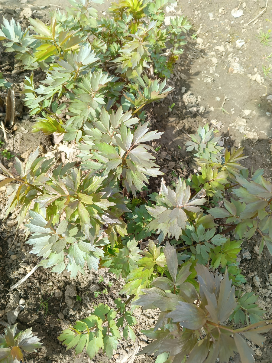 фото автора: любисток на моем огороде, только пошел в рост