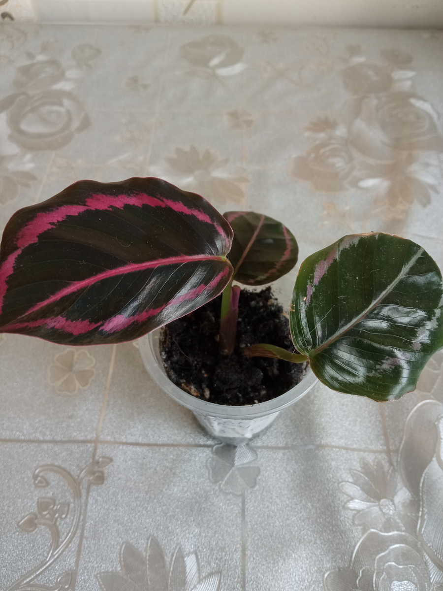 Первый листочек после болезни