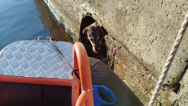 Фото: поисково-спасательная служба Санкт-Петербурга