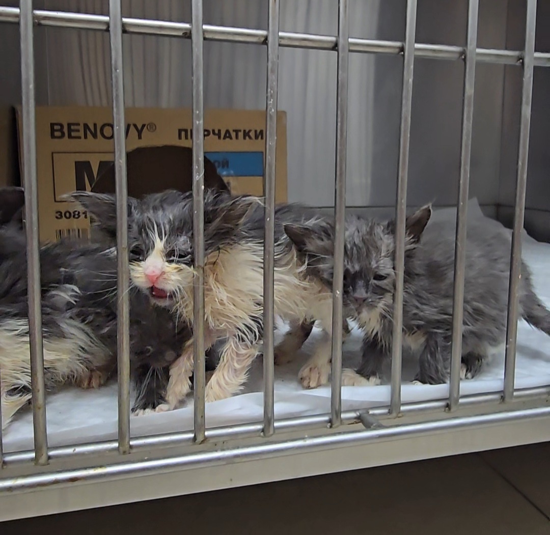 В таком состоянии ко мне попали крохи из приграничья, которые остались без мамы