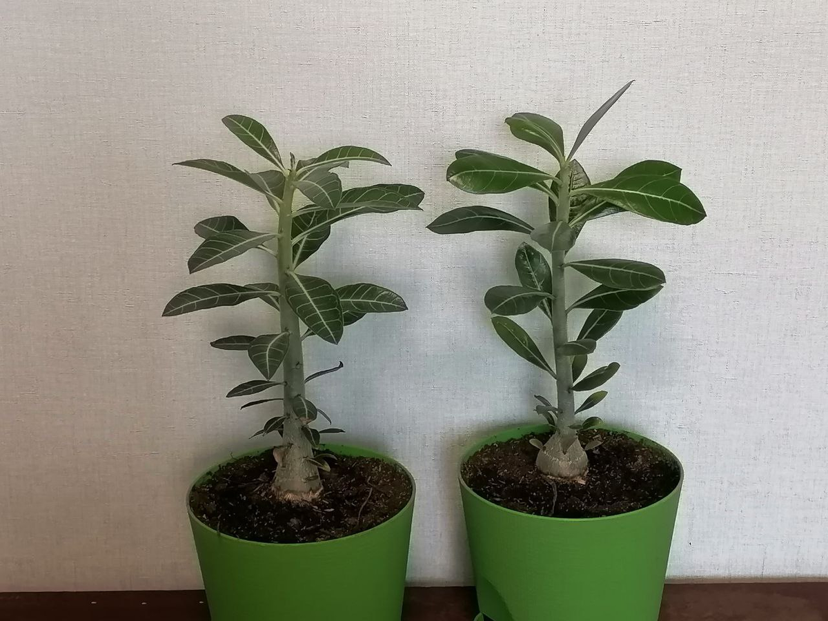 Адениумы спустя полгода после посева, фото автора