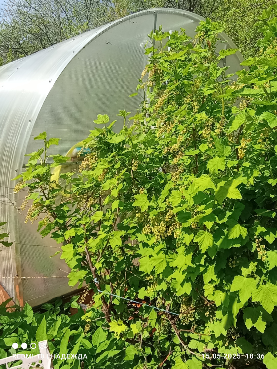 Вроде пять дней назад только её снимала, и чистенькие листья, без всякой заразы