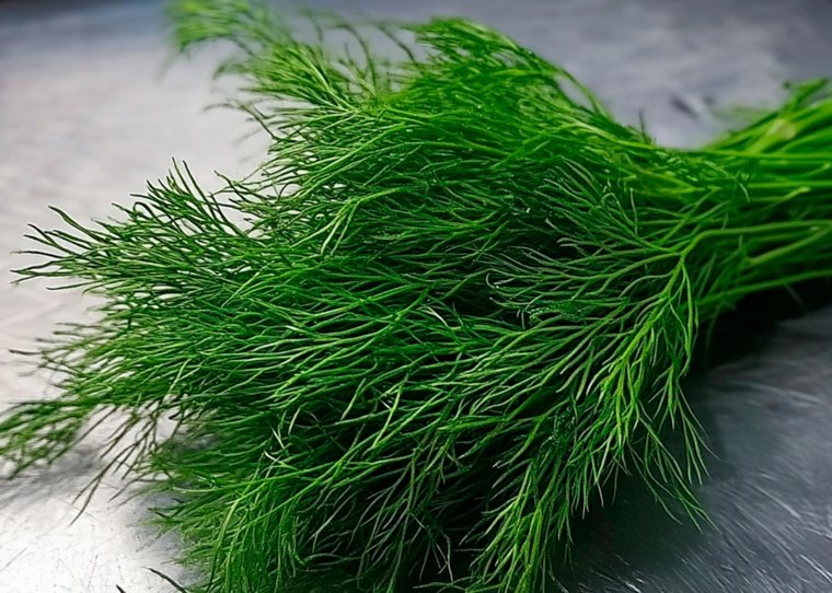 Сорт укропа Зеленый шторм. Фото: Создано в Midjourney © URA.RU