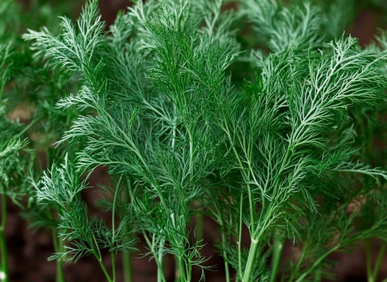 Сорт укропа Гренадер. Фото: Создано в Midjourney © URA.RU