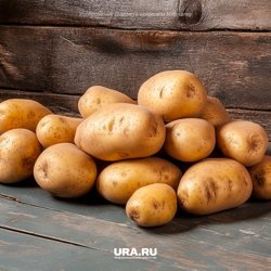     Перед посадкой клубни нужно обработать и дать им полежать в светлом теплом помещении URA.RU