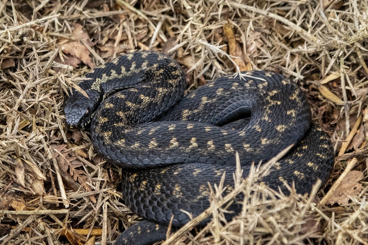 Самая опасная змея, обитающая в Алтайском крае и Респ. Алтай. Фото Pixabay.