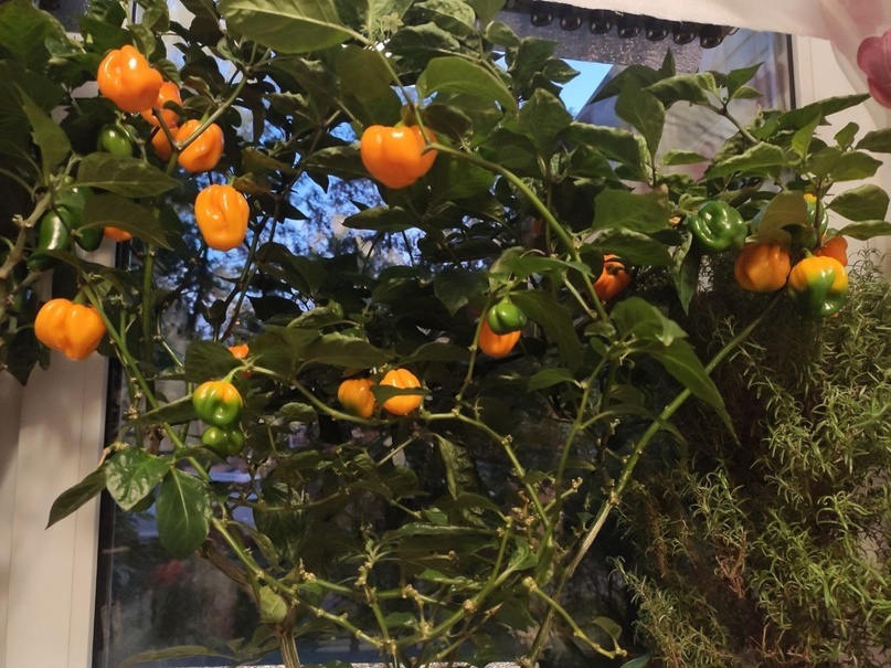 Способ опыления растений — это хорошая агротехника и никаких танцев с кисточками и бубнами. На фото Roatan Pumpkin Habanero.