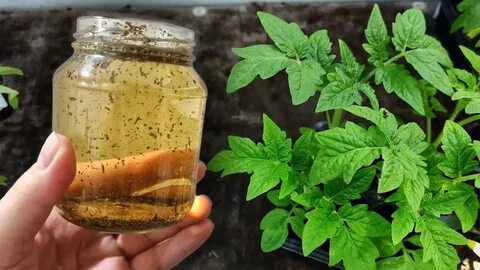 Банановая подкормка