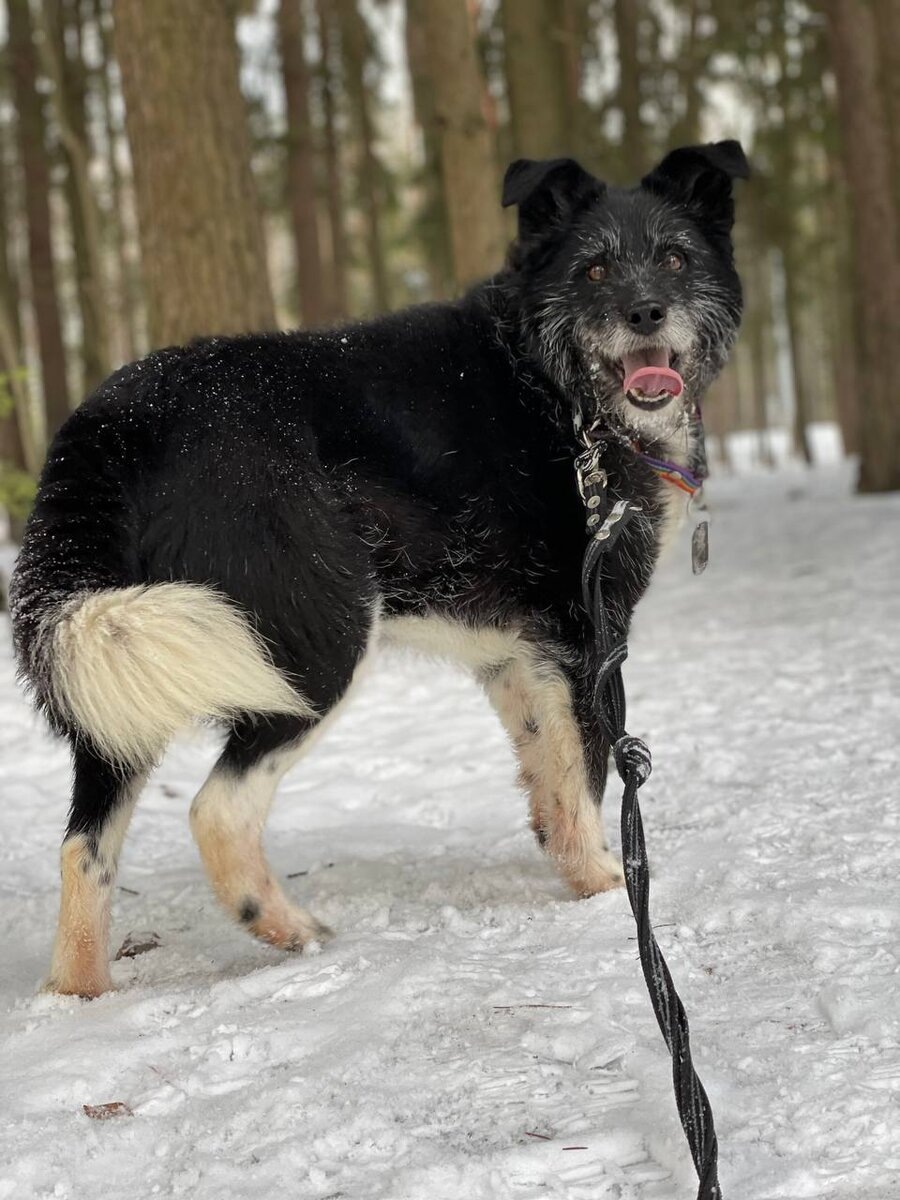 Какой славный песик у нас есть