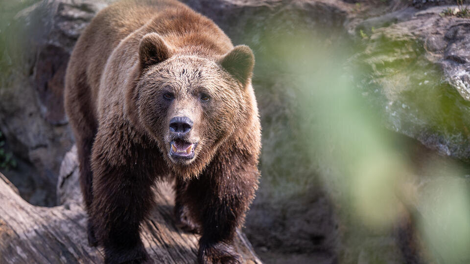     Чукотские оленеводы закололи ножами напавшего на них медведя www.globallookpress.com/Monika Skolimowska/dpa