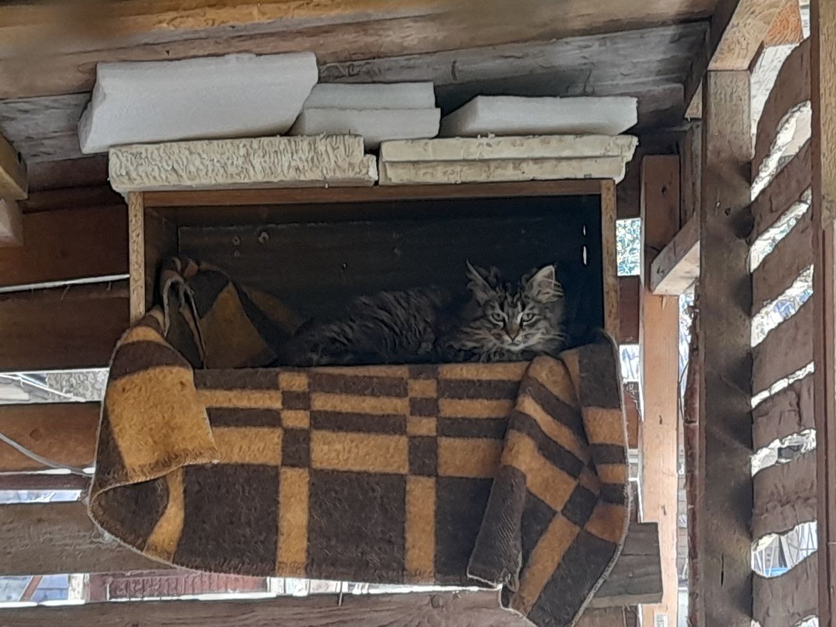 Видите котика? Это мой Мелкий