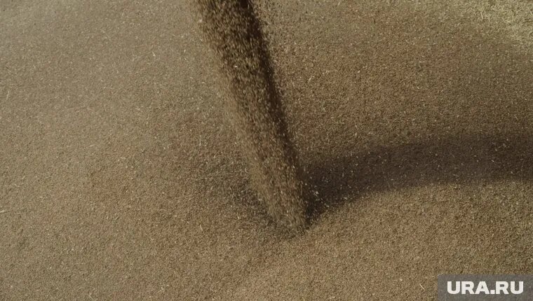 Всего было экспортировано 292,6 тонны семян различных сельскохозяйственных культур, включая пшеницу и овес. Фото: Сергей Венявский © URA.RU