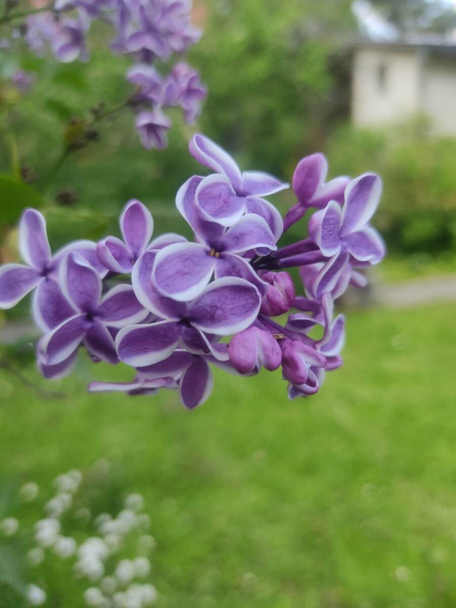 Моя любимая сирень Фото автора.