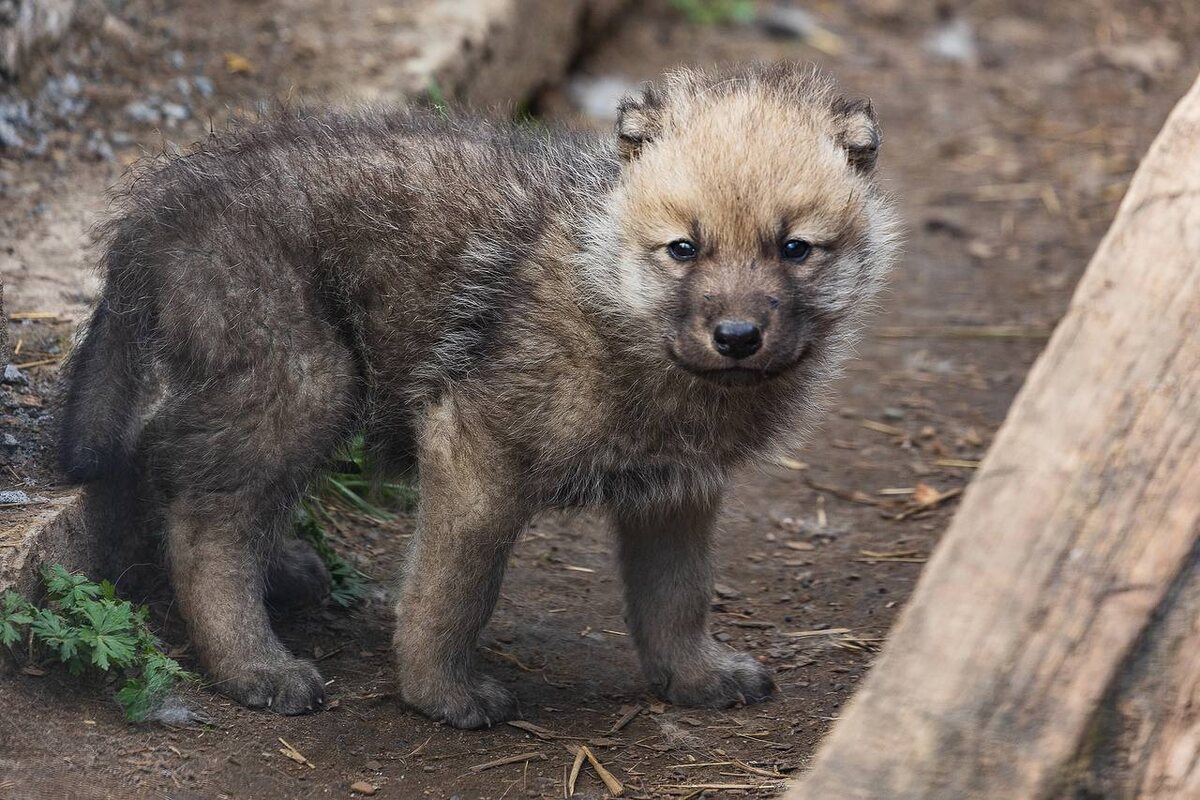    Фото: Telegram-канал «Парк «Роев ручей» Красноярск»