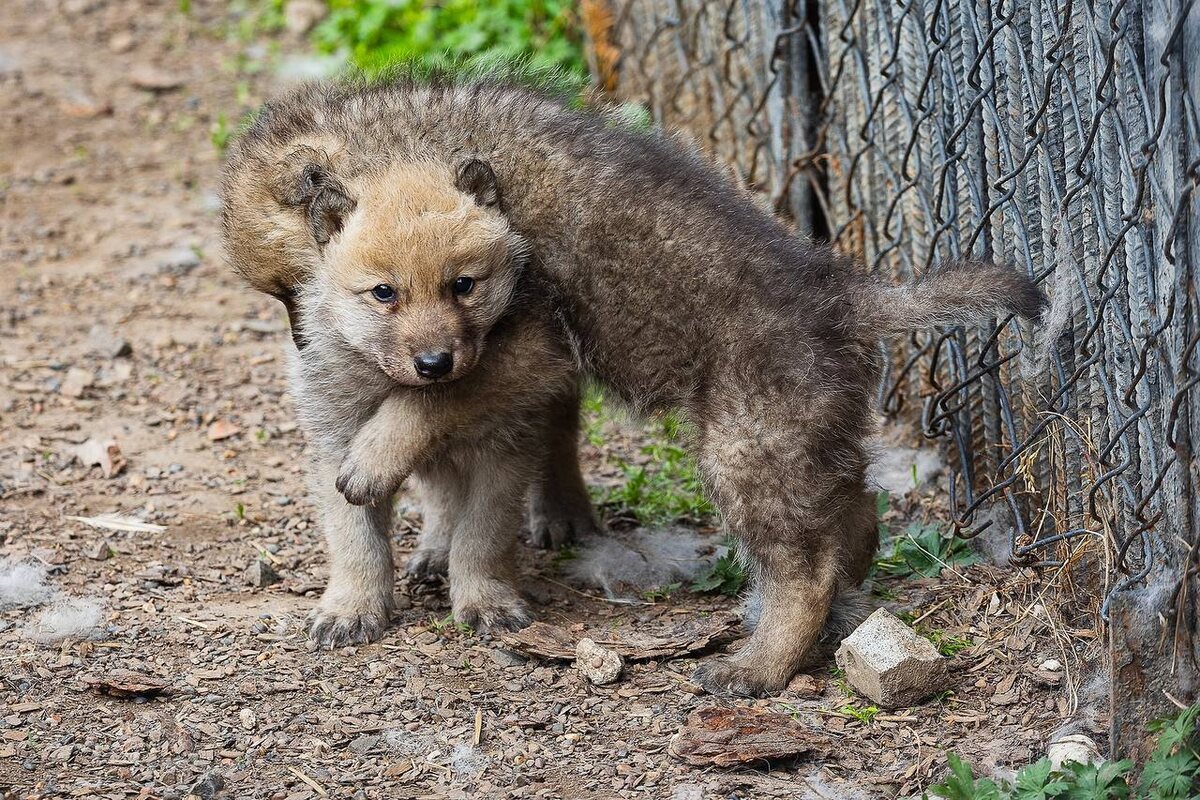   Фото: Telegram-канал «Парк «Роев ручей» Красноярск»