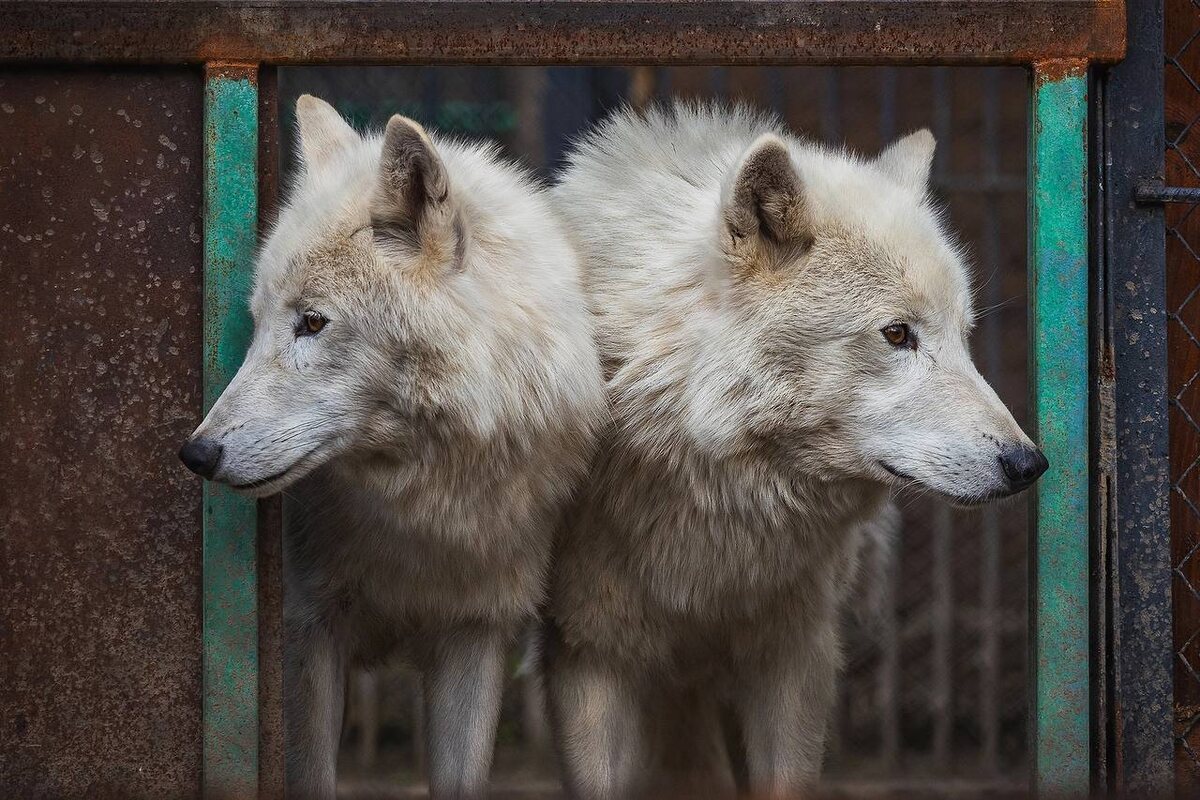    Фото: Telegram-канал «Парк «Роев ручей» Красноярск»