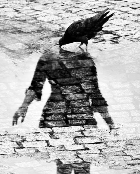 Борются тени… (Фото от Eric Poindron)