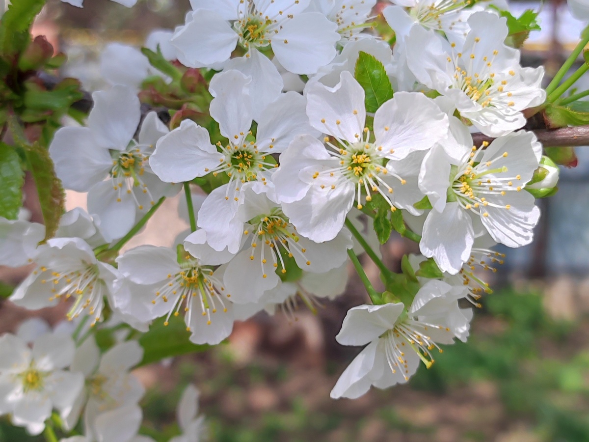 Цветение черешни в марте