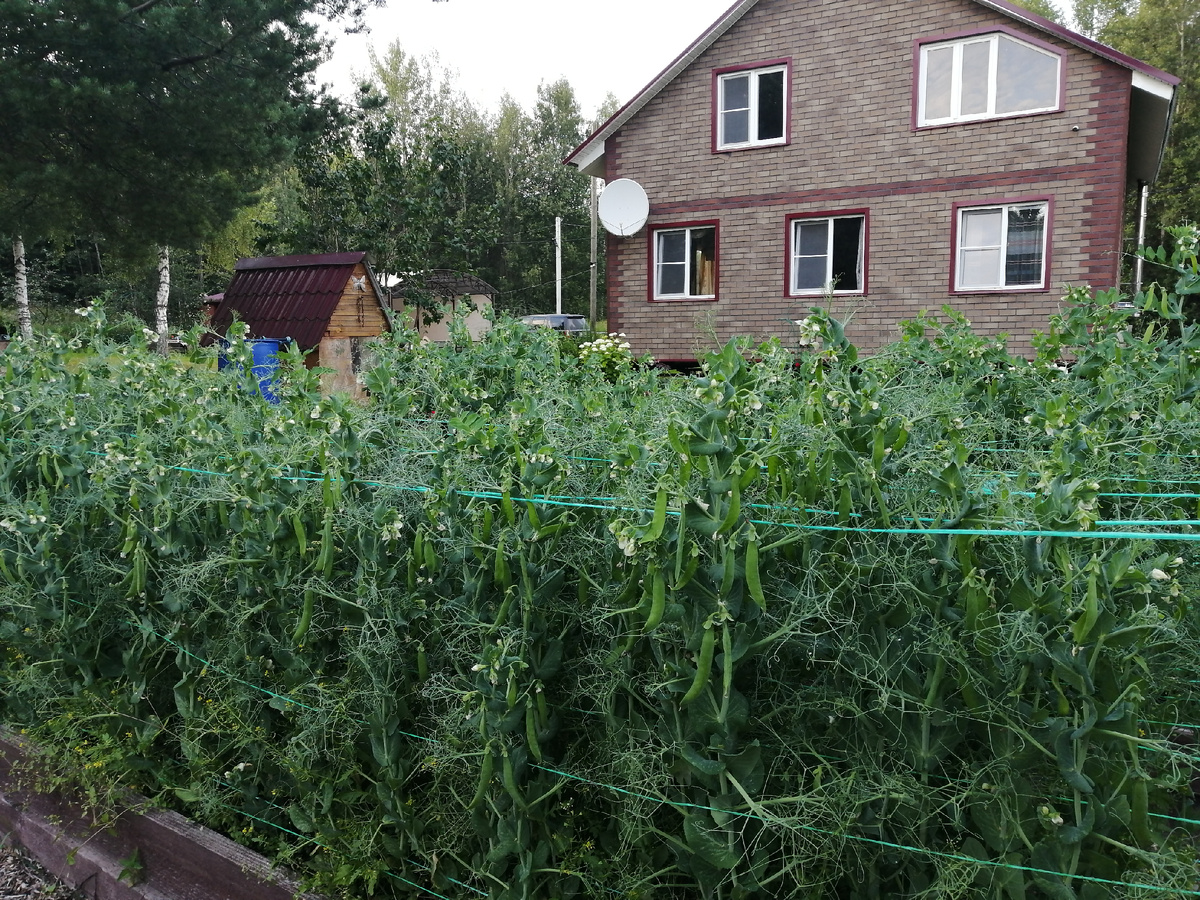 Прошлогодний урожай.