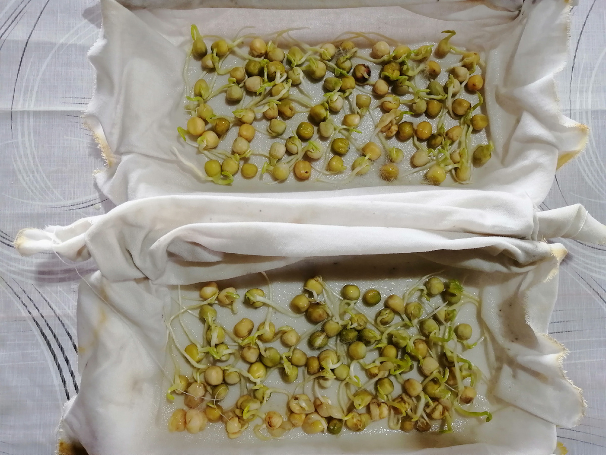 Семена готовы к высадке в грунт.