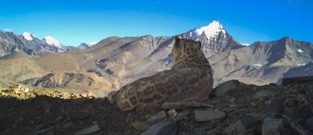  (c) Snow Leopard Trust. ирбис выбрал себе отлично место для отдыха. 