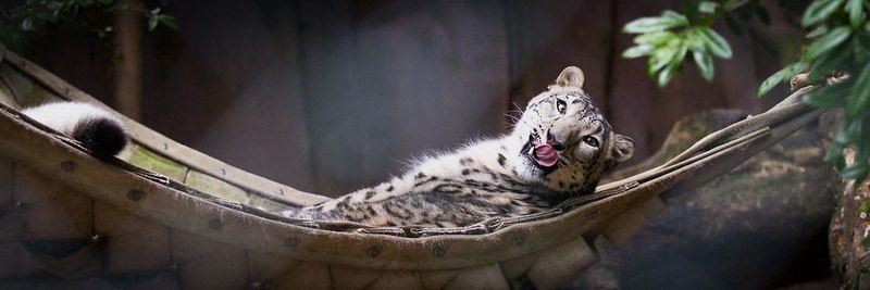 (с) Cloudtail the Snowleopard. Что это у нас - снежный барс или сосиска? Такого в природе, конечно, не увидишь, но в неволе снежный барс в гамаке -отлично.