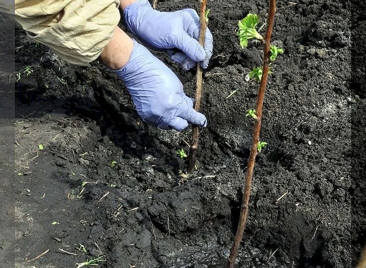Уход за летней малиной в мае: секреты богатого урожая ароматной малины
