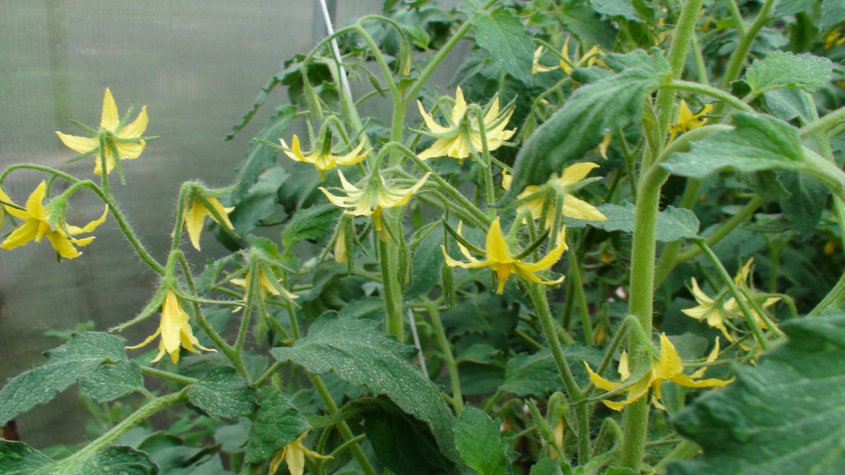 Первая подкормка томатов после высадки в грунт – самая важная.Фото автора