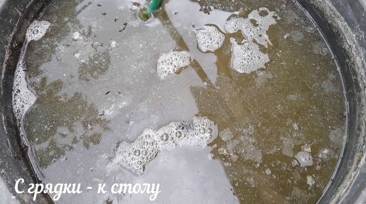 Настой зелёной травы Приготовление: Заполните ёмкость скошенными сорняками, залейте водой в пропорции 1:5 и оставьте на 5–7 дней для брожения. Фото автора