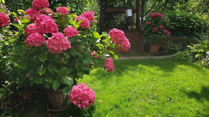 гортензия в горшках
