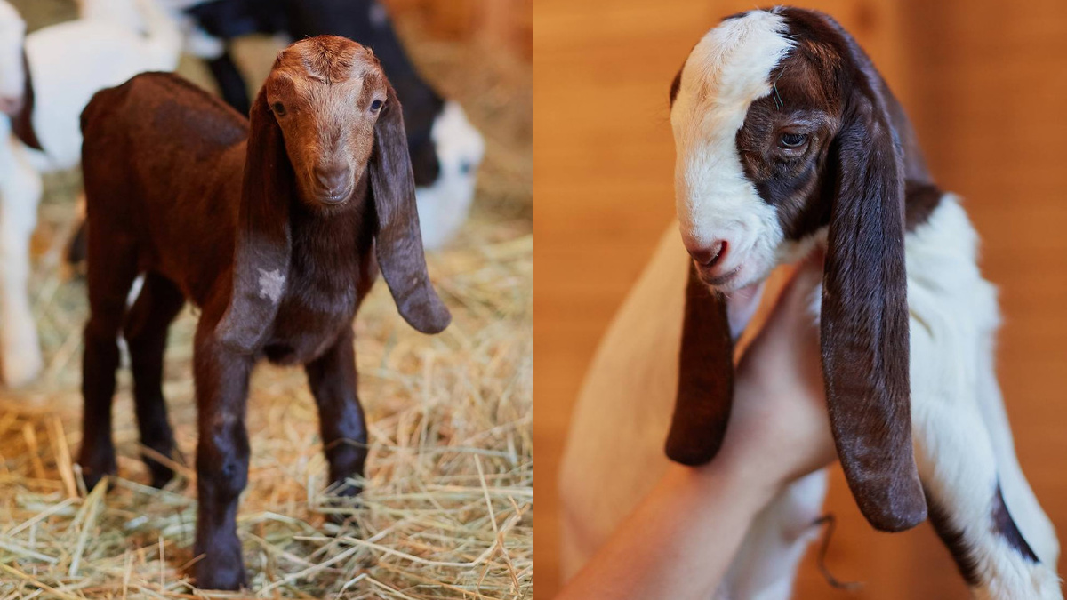 коллаж: Telegram/Альпака парк Ривьера в Сочи  📷
