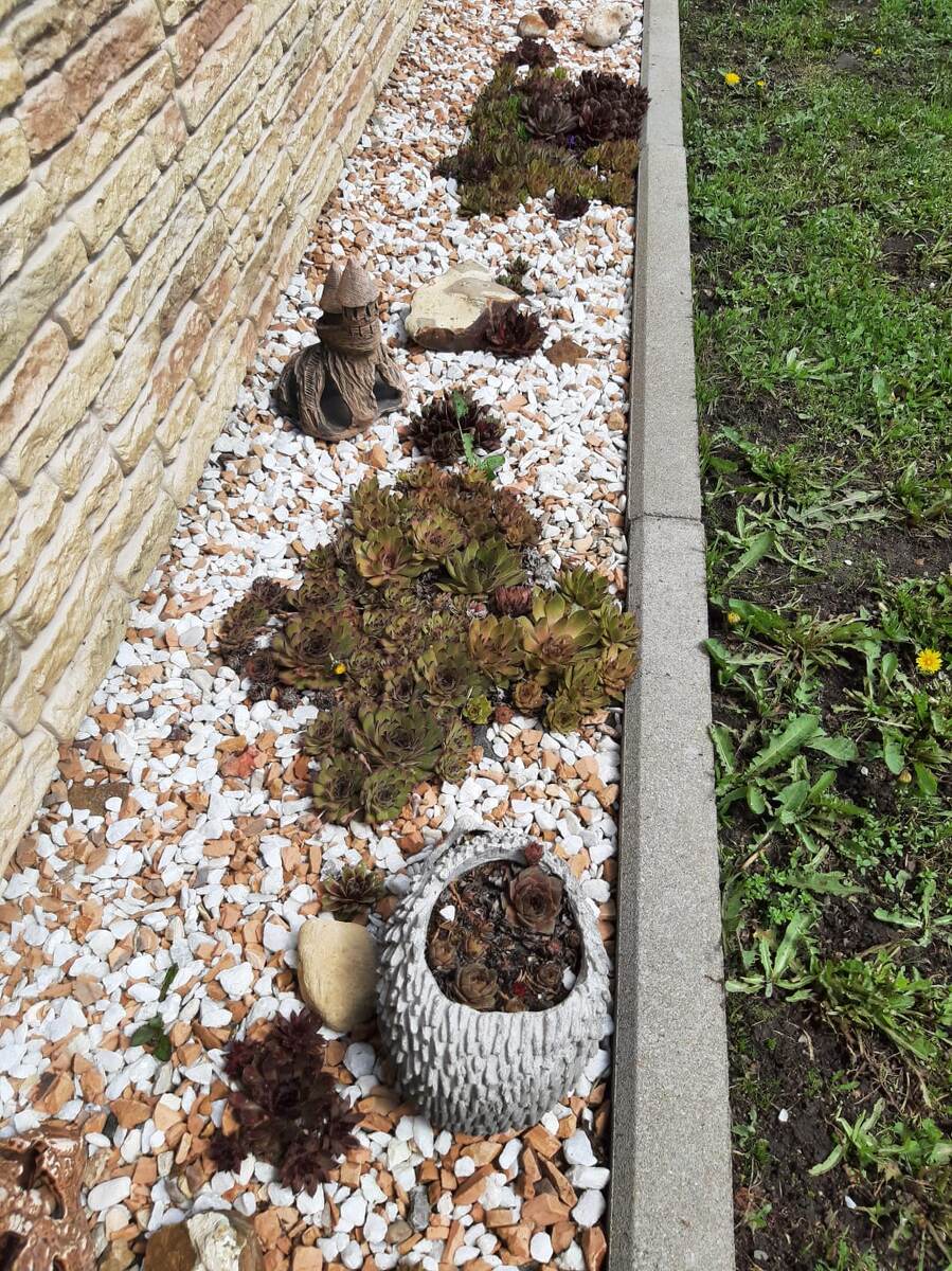 Молодило вдоль дома и декоративных кашпо.